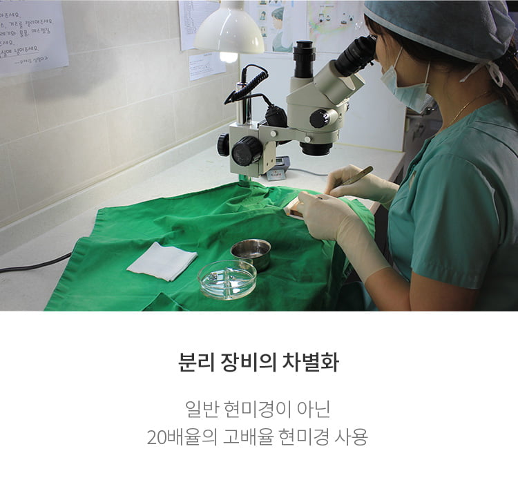 고배율 현미경으로 모낭을 분리 중